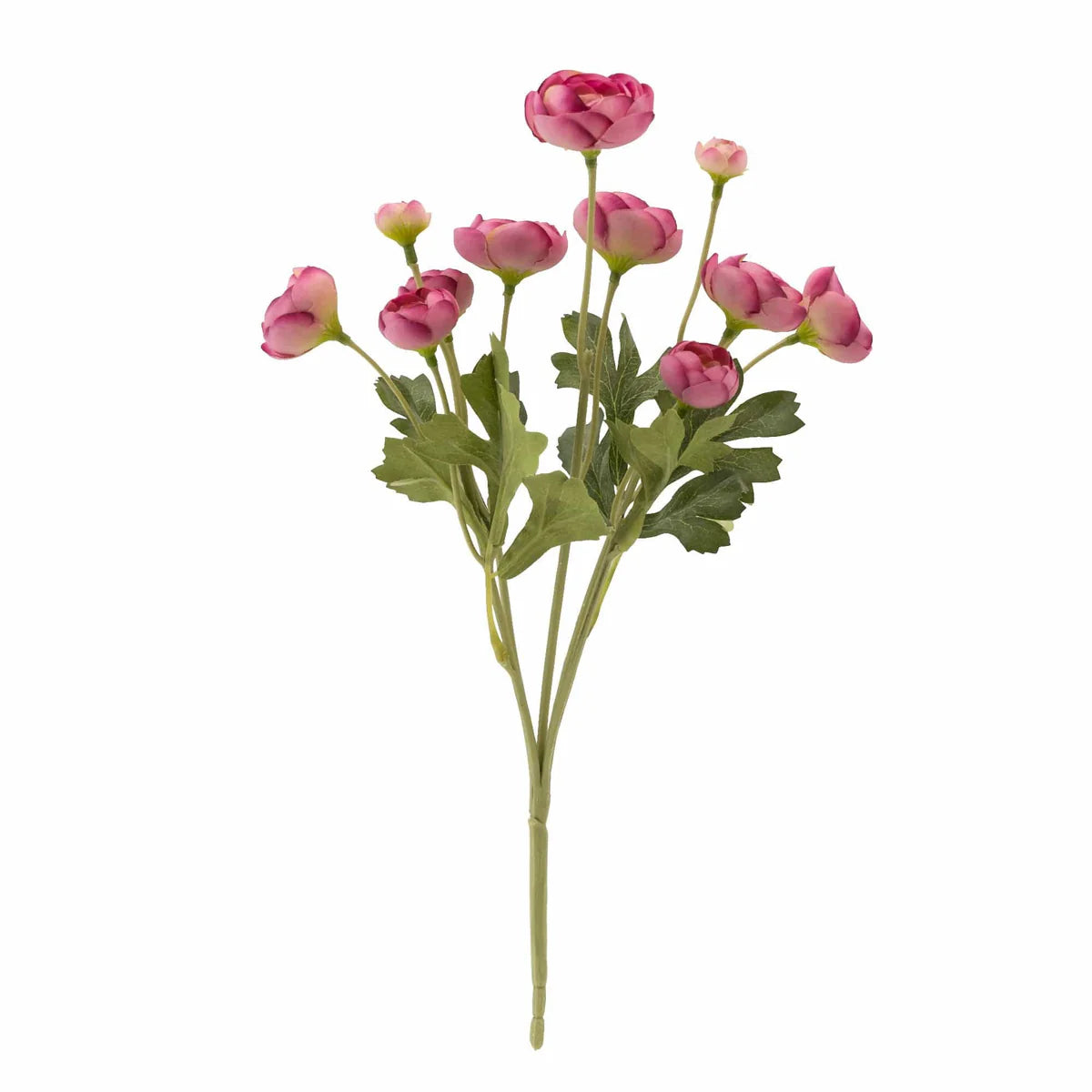 5 Mini Camellia Bush - Pink 39cm Tall