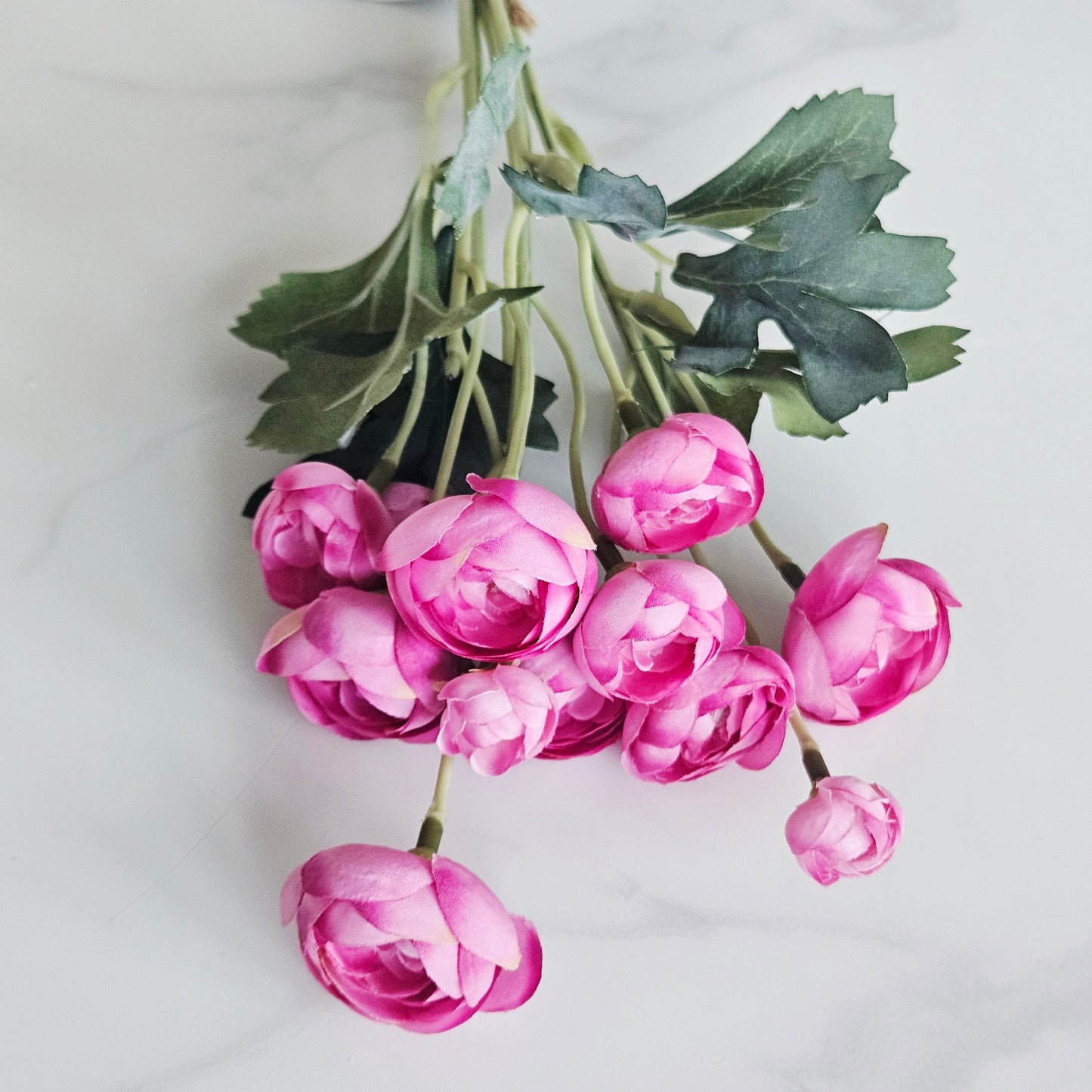5 Mini Camellia Bush - Pink 39cm Tall