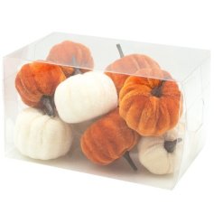 orange & white mix of velvet small pumpkins in a  see through box