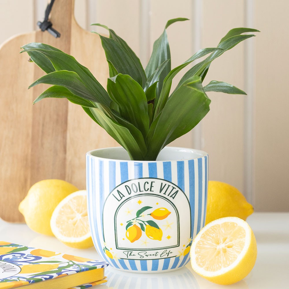 Potted plant in a 'La Dolce Vita' pot with lemons the sweet life text