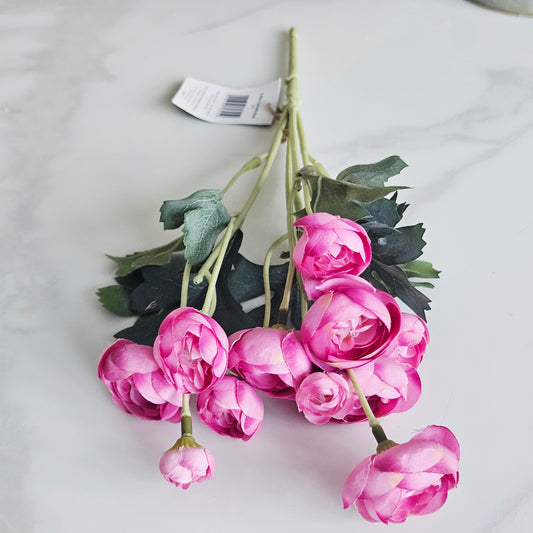 5 Mini Camellia Bush - Pink 39cm Tall 